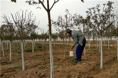 園林公司開展冬季養(yǎng)護(hù)工作  確保苗木順利過(guò)冬