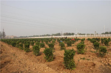 涇河新城農(nóng)業(yè)園區(qū)S7地塊苗木栽植工作火熱進(jìn)行