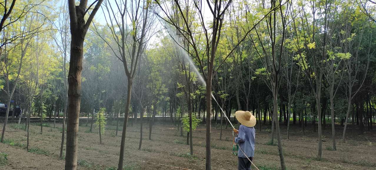 防治美國白蛾！